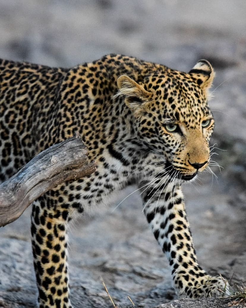 IMG_20181204_235436_432