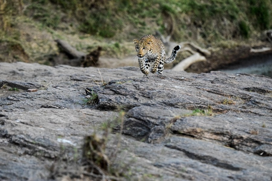 LRM_EXPORT_44968302729297_20181204_230134010