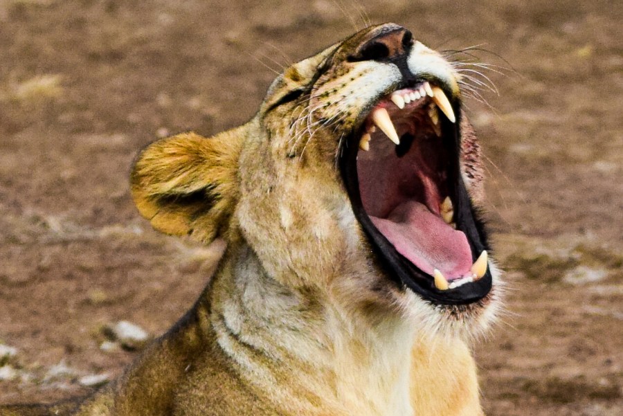 LRM_EXPORT_69673282536857_20181205_212259184