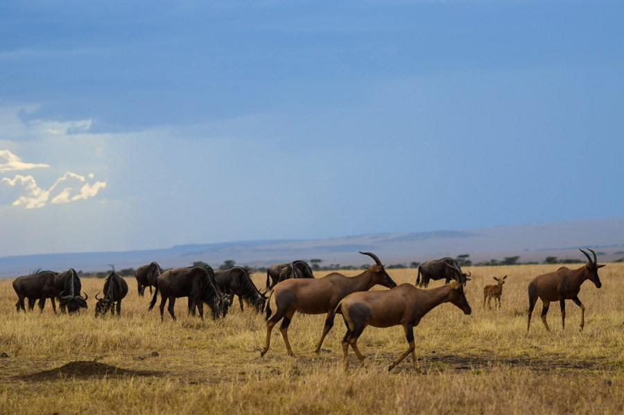 LRM_EXPORT_69798476019537_20181205_212504378