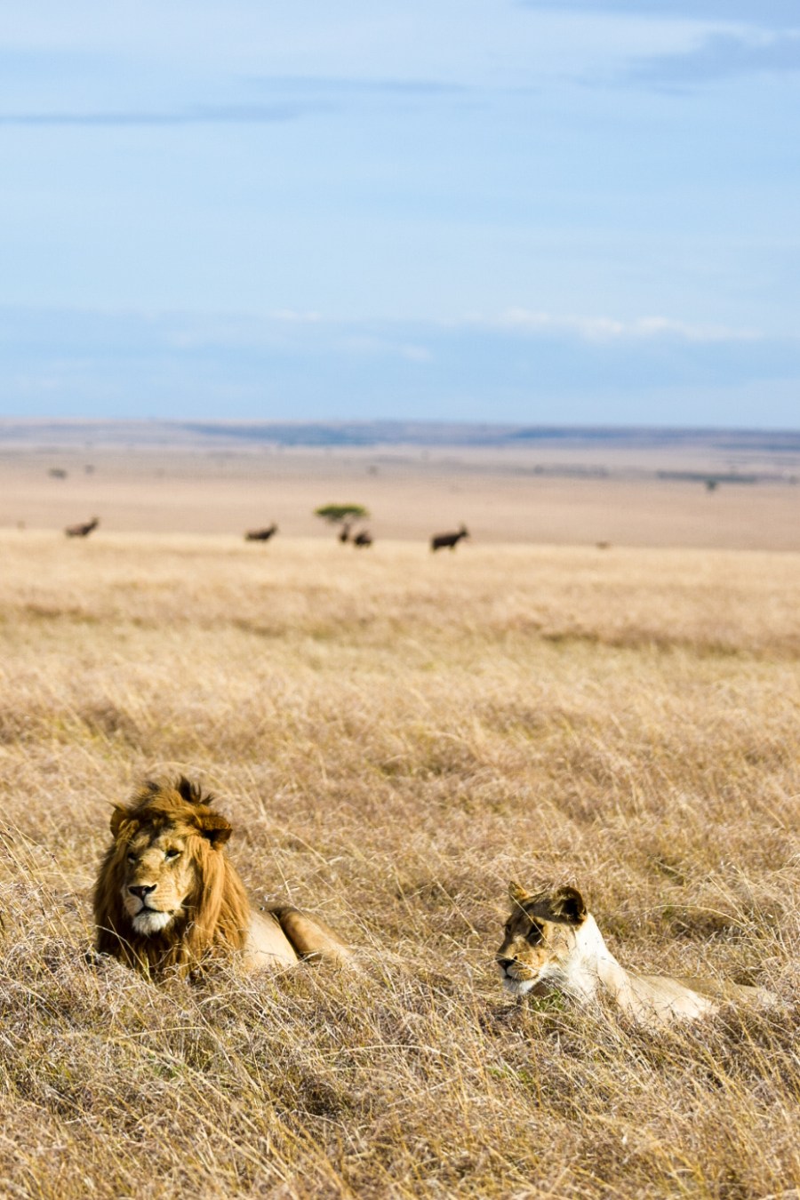 LRM_EXPORT_70249731277368_20181205_213235633